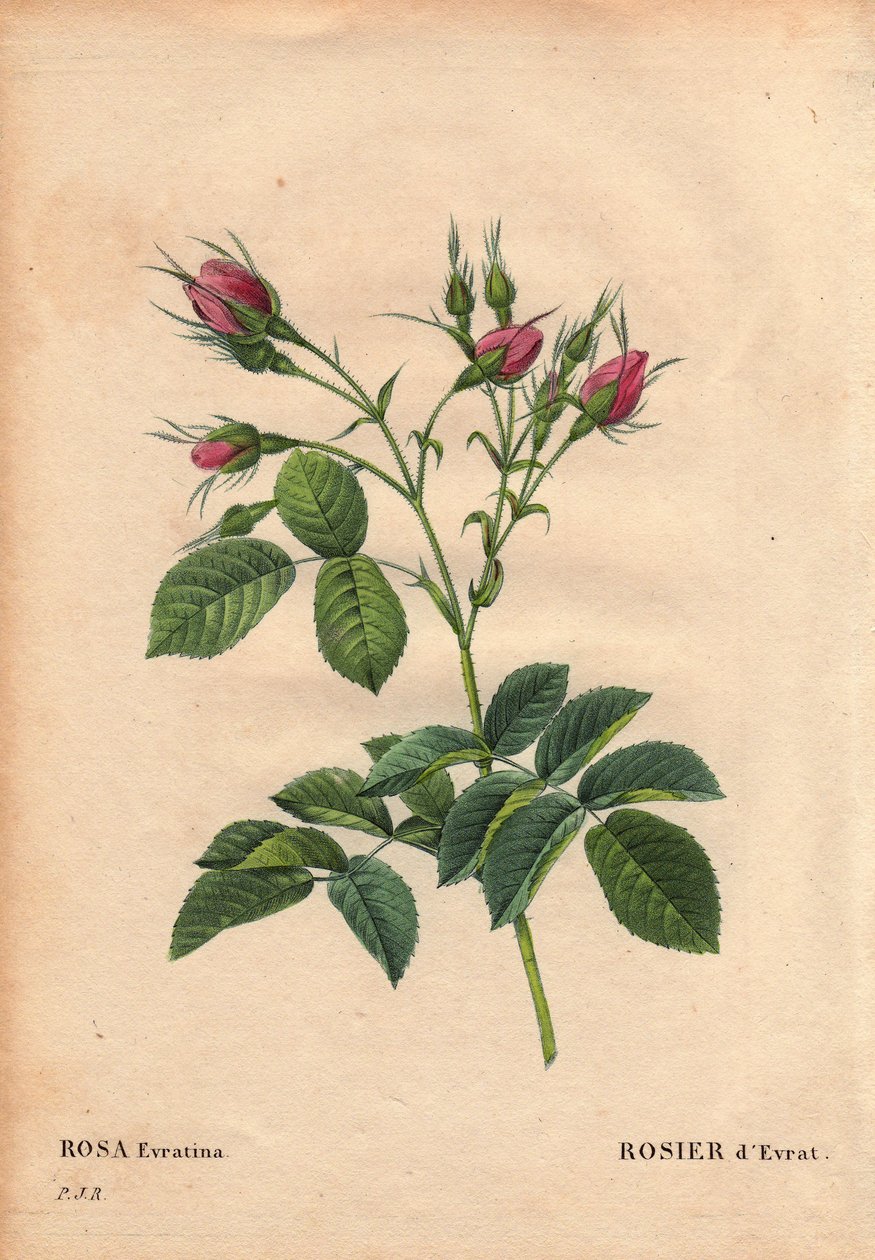 Kasvitieteellinen lauta, kukka, ruusulajike: Evrat Rose (Rosa evratina). Alkuperä Tuntematon, Hollannin kasvihuoneista ja antaa Monsieur Evrathille ennen vuotta 1824. Pierre Joseph Redouten (1759-1840) teoksessa "" Les Roses", osa 2 tekijältä Pierre Joseph Redouté