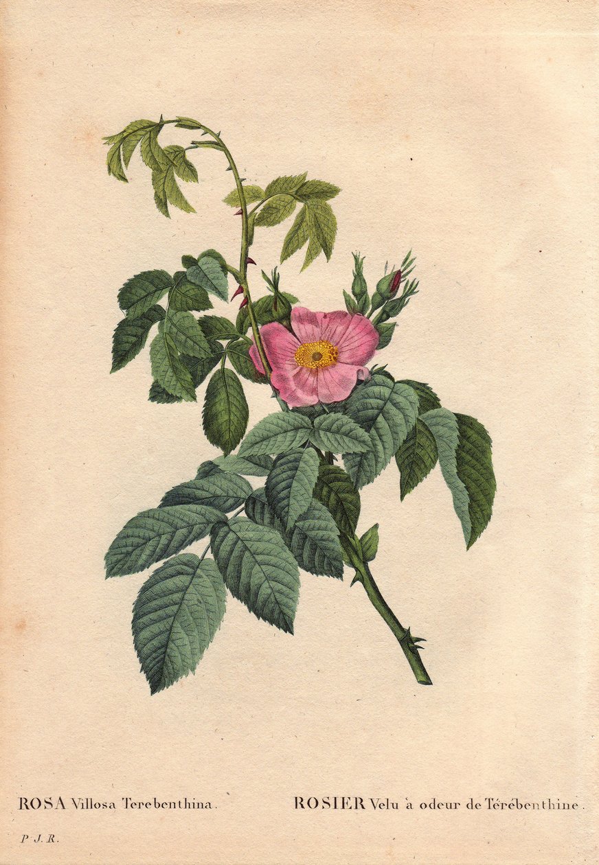 Kasvitieteellinen lauta, kukka, ruusulajike: Karvainen ruusu tuoksuu Terebenthine (Rosa Villosa Terebenthina). Pierre Joseph Redouten (1759-1840) teoksessa Les Roses, osa 2 tekijältä Pierre Joseph Redouté