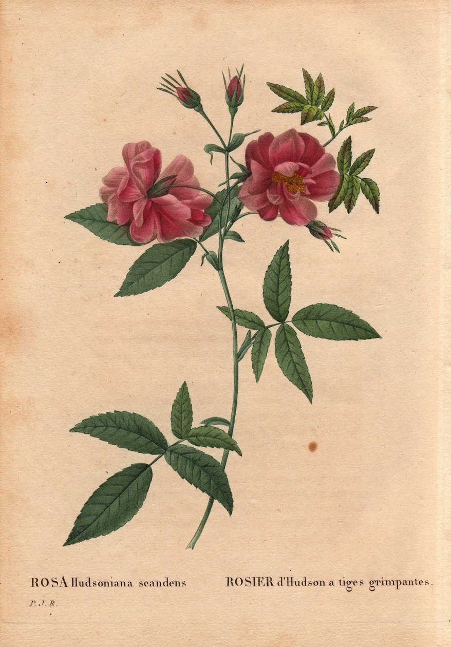 Kasvitieteellinen lauta, kukka, ruusulajike: Hudsonin ruusu, jolla on kiipeilyvarret (Rosa hudsoniana scandens). Pohjois-Amerikasta. Pierre Joseph Redouten (1759-1840) teoksessa Les Roses, osa 2 tekijältä Pierre Joseph Redouté
