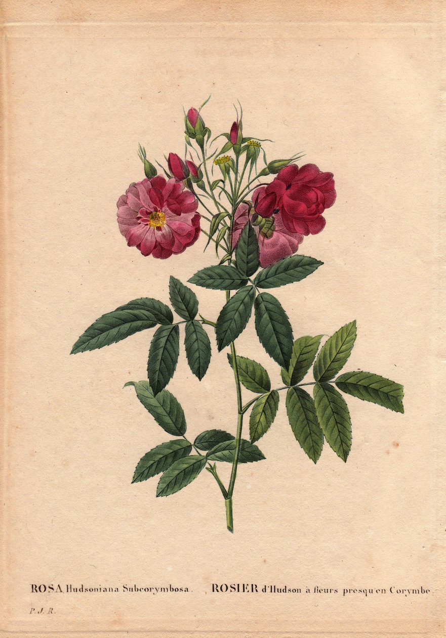 Kasvitieteellinen lautakunta, kukka, ruusulajike: Hudsonin ruusu kukilla melkein Corymbessa (Rosa hudsonia subcorymbosa), Pohjois-Amerikasta. Monsieur Ternaux viljeli tätä lajiketta ennen vuotta 1821. Pierre Joseph Redouten (1759) teoksessa Les Roses, osa  tekijältä Pierre Joseph Redouté