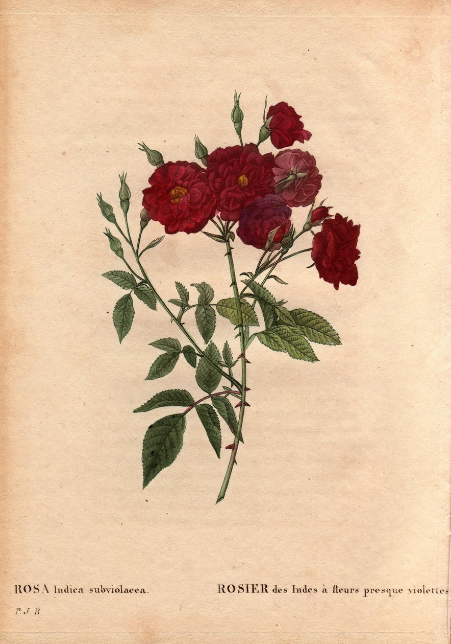 Kasvitieteellinen lauta, kukka, ruusulajike: Intian ruusu melkein violetilla kukilla (Rosa indica subviolacea). M. Ternaux viljeli noin vuonna 1812. Pierre Joseph Redouten (1759-1840) teoksessa Les Roses, osa 2 tekijältä Pierre Joseph Redouté