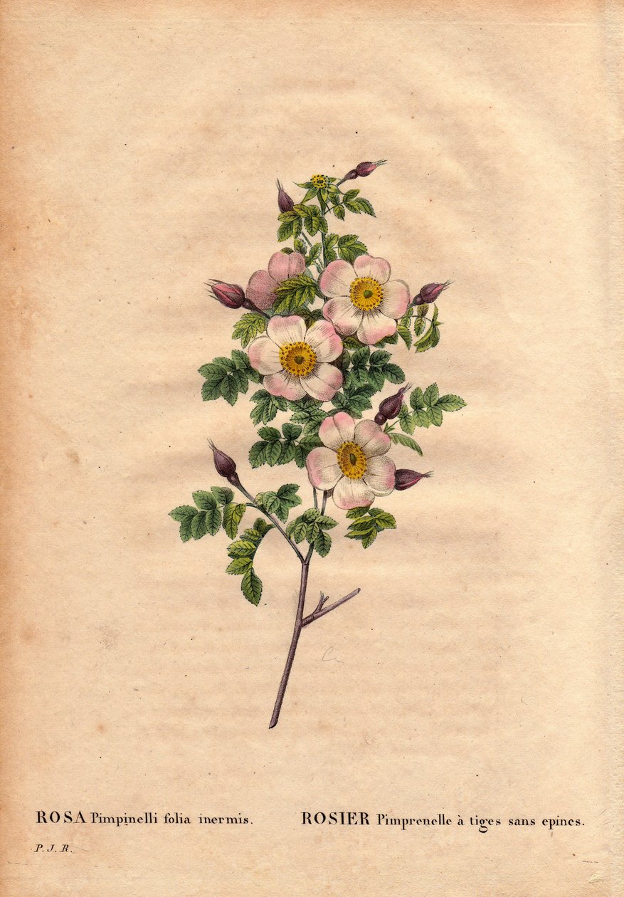 Kasvitieteellinen lauta, kukka, ruusulajike: Pimprenelle ruusu, jonka varret ovat ilman piikkiä (Rosa pimpinellifolia inermis). Pierre Joseph Redouten (1759-1840) teoksessa Les Roses, osa 2 tekijältä Pierre Joseph Redouté