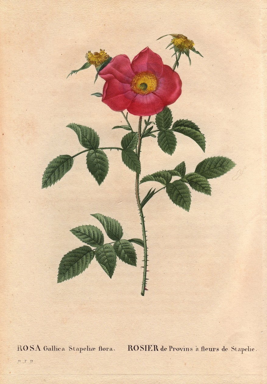 Kasvitieteellinen lautakunta, kukka, ruusulajike: Provin Rose kukkiva Stapelia (Rosa Gallica Stapeliae kasvisto), todennäköisesti hävitetty laji. Pierre Joseph Redouten (1759-1840) teoksessa ”Les Roses”, osa 2 tekijältä Pierre Joseph Redouté