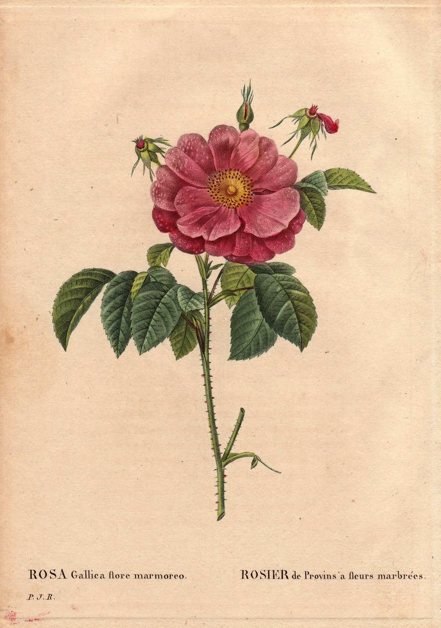 Kasvitieteellinen lauta, kukka, ruusulajike: Provin Rose marmorikukilla (Rosa gallica flore marmoreo). Tuntematon alkuperä. Pierre Joseph Redouten (1759-1840) teoksessa Les Roses, osa 2 tekijältä Pierre Joseph Redouté