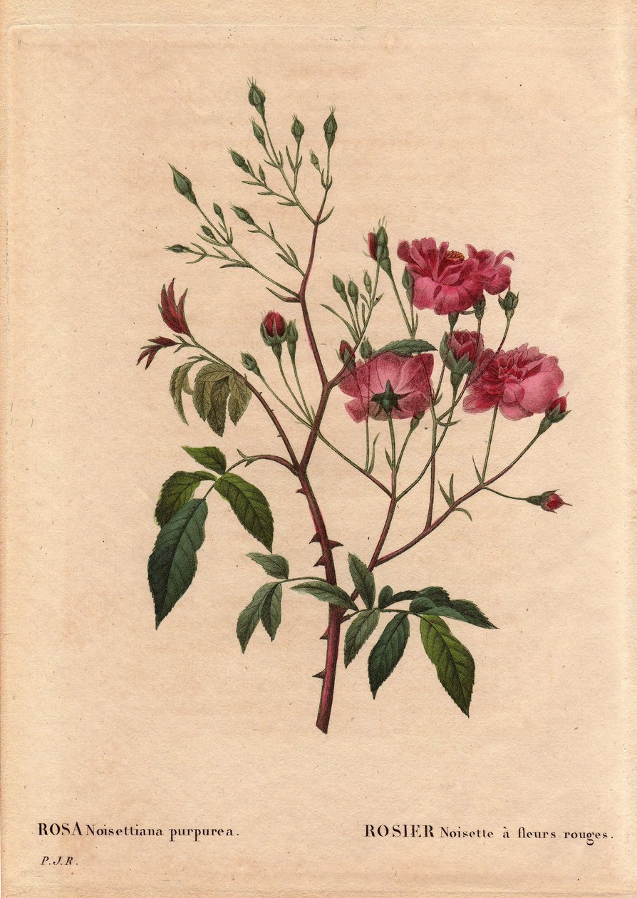 Kasvitieteellinen lehti, kukka, ruusulajike: Rosa hasselpähkinä punaisilla kukilla (Rosa noisettiana purpurea), saatu Rose Hazelnut -lajikkeen siemenistä vuonna 1822 Monsieur Ternaux