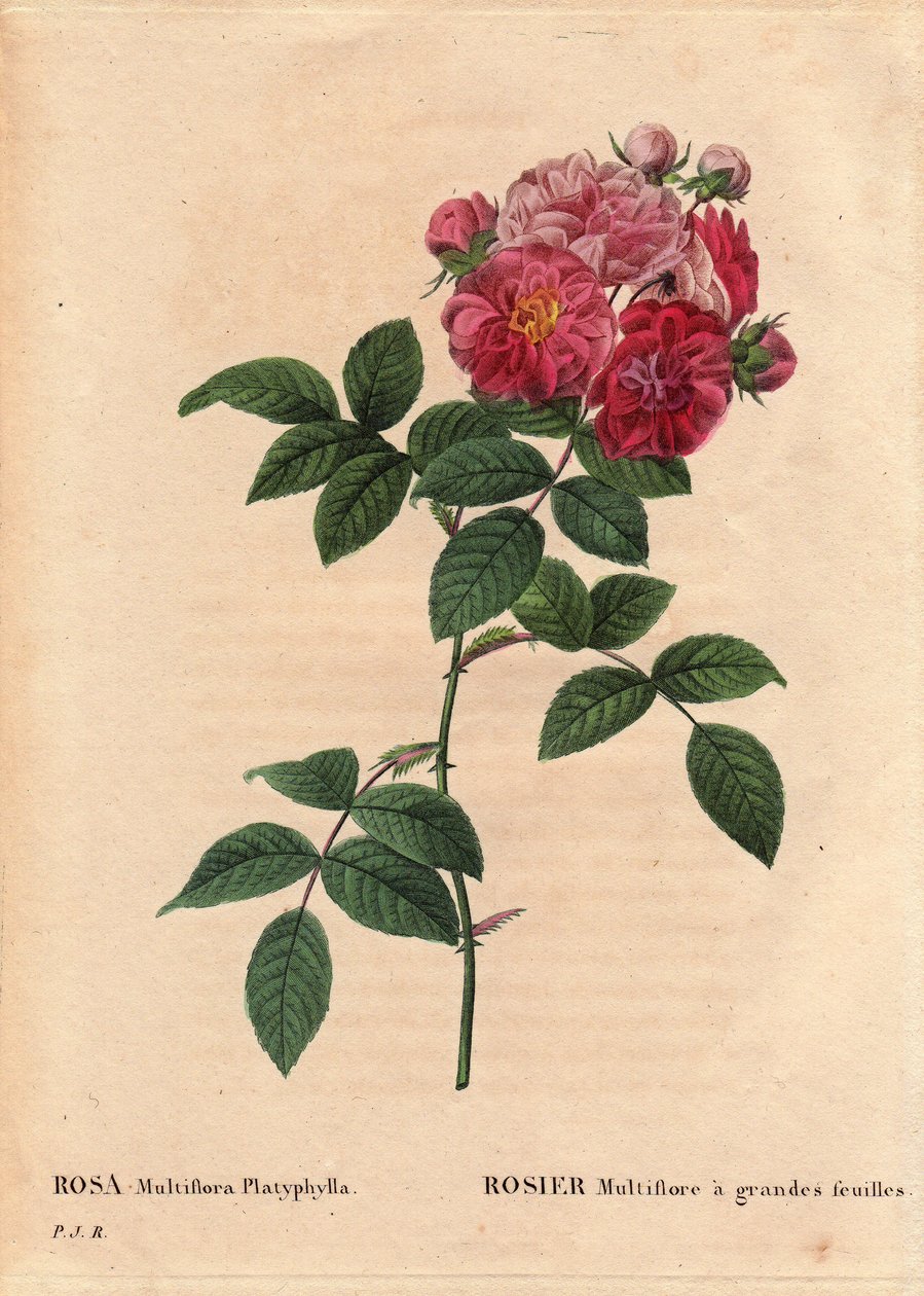 Kasvitieteellinen lautakunta, kukka, ruusulajike: Suurilehtinen Rosa multiflora (Rosa multiflora platyphylla) viljelee Bretagnessa ennen vuotta 1817 tuotua siemenartiria. Pierre Joseph Redouten (1759-1840) teoksessa Les Roses, osa 2 tekijältä Pierre Joseph Redouté