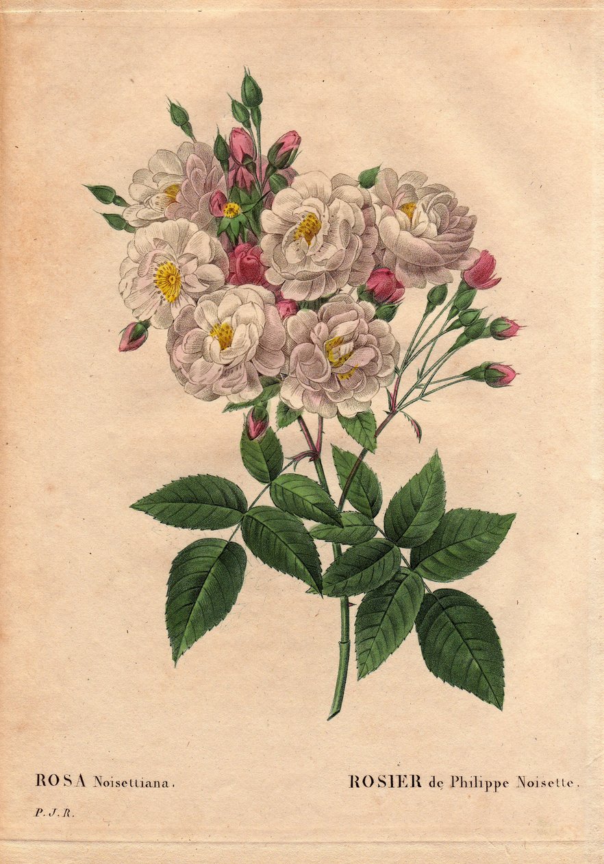 Kasvitieteellinen lauta, kukka, ruusulajike: Philippe hasselpähkinän ruusu (Rosa noisettiana). Rose moschata chinensis -hybridilajit, joita John Champney kasvatti Yhdysvalloissa ja jonka Philippe Noisette toi Ranskaan vuonna 1814. Teoksen "" Les Roses", os tekijältä Pierre Joseph Redouté