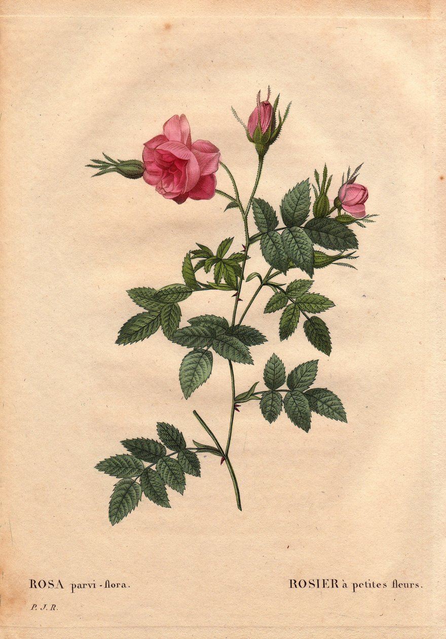 Kasvitieteellinen lauta, kukka, ruusulajike: Ruusu pienillä kukilla (Rosa parviflora tai Rosa parviflora) Pohjois-Amerikasta. Pierre Joseph Redouten (1759-1840) teoksessa Les Roses, osa 2 tekijältä Pierre Joseph Redouté