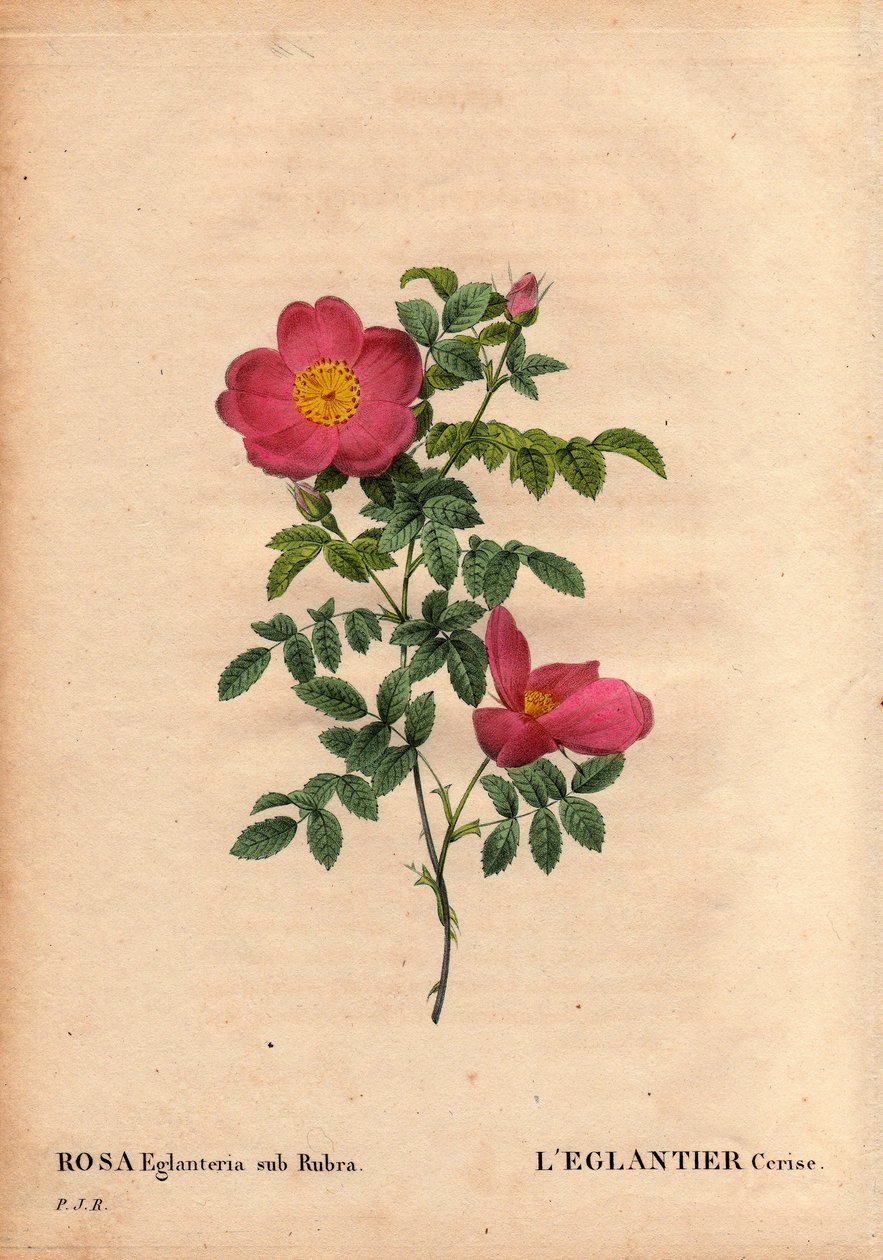 Kasvitieteellinen lautakunta, kukka, ruusulajike: Cherry Eglantier (Rosa eglanteria sub rubra) -kokoelma Monsieur Vilmorinin kasvihuoneissa, noin 1820 ja saatu keltaisen ruusufoetidan siemenistä. Pierre Joseph Redouten teoksessa ”Les Roses”, osa 2 tekijältä Pierre Joseph Redouté