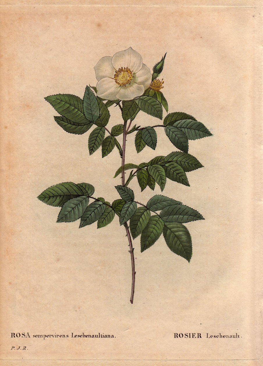 Kasvitieteellinen lauta, kukka, ruusulajike: Leschenault-ruusu (Rosa sempervirens Leschenaultiana). Löysi Monsieur Leschenault Nilgiristä (tai Nilagirista tai Nilgirisistä), jota kutsutaan myös Intian sinisiksi vuoriksi. Tamil Nadun alueella ennen vuotta 1 tekijältä Pierre Joseph Redouté
