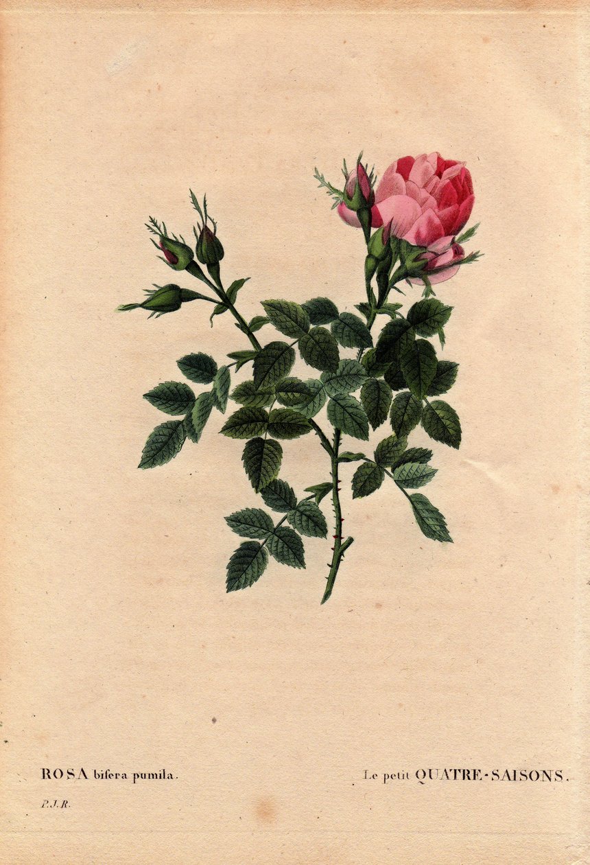 Kasvitieteellinen lautakunta, kukka, ruusulajike: The Little Four Seasons (Four Seasons). Latinaksi: Rosa bifera pumila, viljeli Monsieur Noel, Pariisi, Ranska, ennen vuotta 1824. Pierre Joseph Redouten (1759-1840) teoksessa Les Roses, osa 2 tekijältä Pierre Joseph Redouté