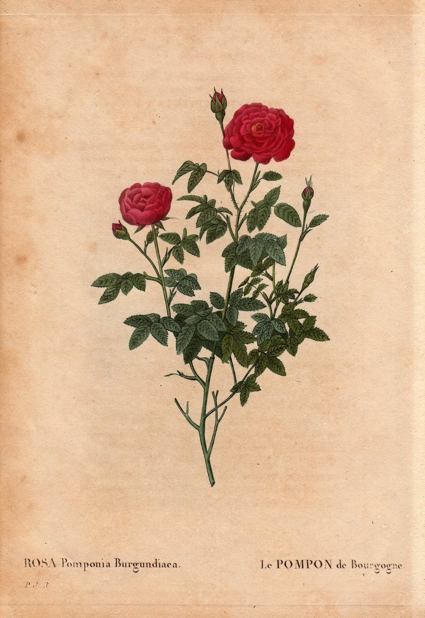 Kasvitieteellinen lauta, kukka, ruusulajike: Burgundin pompon (Rosa Pomponia Burgundiaca). Alkuperä tuntematon, elänyt lajike ennen vuotta 1664. Pierre Joseph Redouten (1759-1840) teoksessa Les Roses, Volume 2 tekijältä Pierre Joseph Redouté