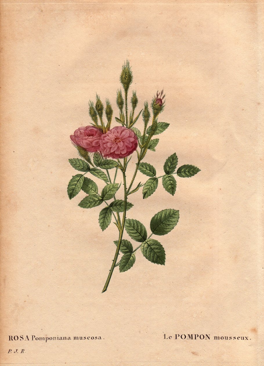 Kasvitieteellinen lautakunta, kukka, ruusulajike: "Rose de Meaux