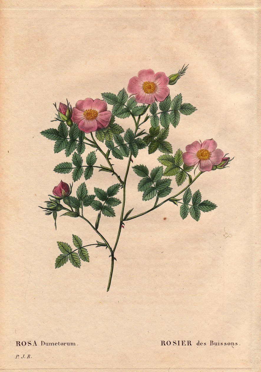 Kasvitieteellinen lauta, kukka, ruusu Lajike: Bush Rose (Rosa dumetorum). Koiranruusujen perheestä Euroopasta ja Aasiasta, löydetty ennen vuotta 1821. Pierre Joseph Redouten (1759-1840) teoksessa Les Roses, osa 2 tekijältä Pierre Joseph Redouté