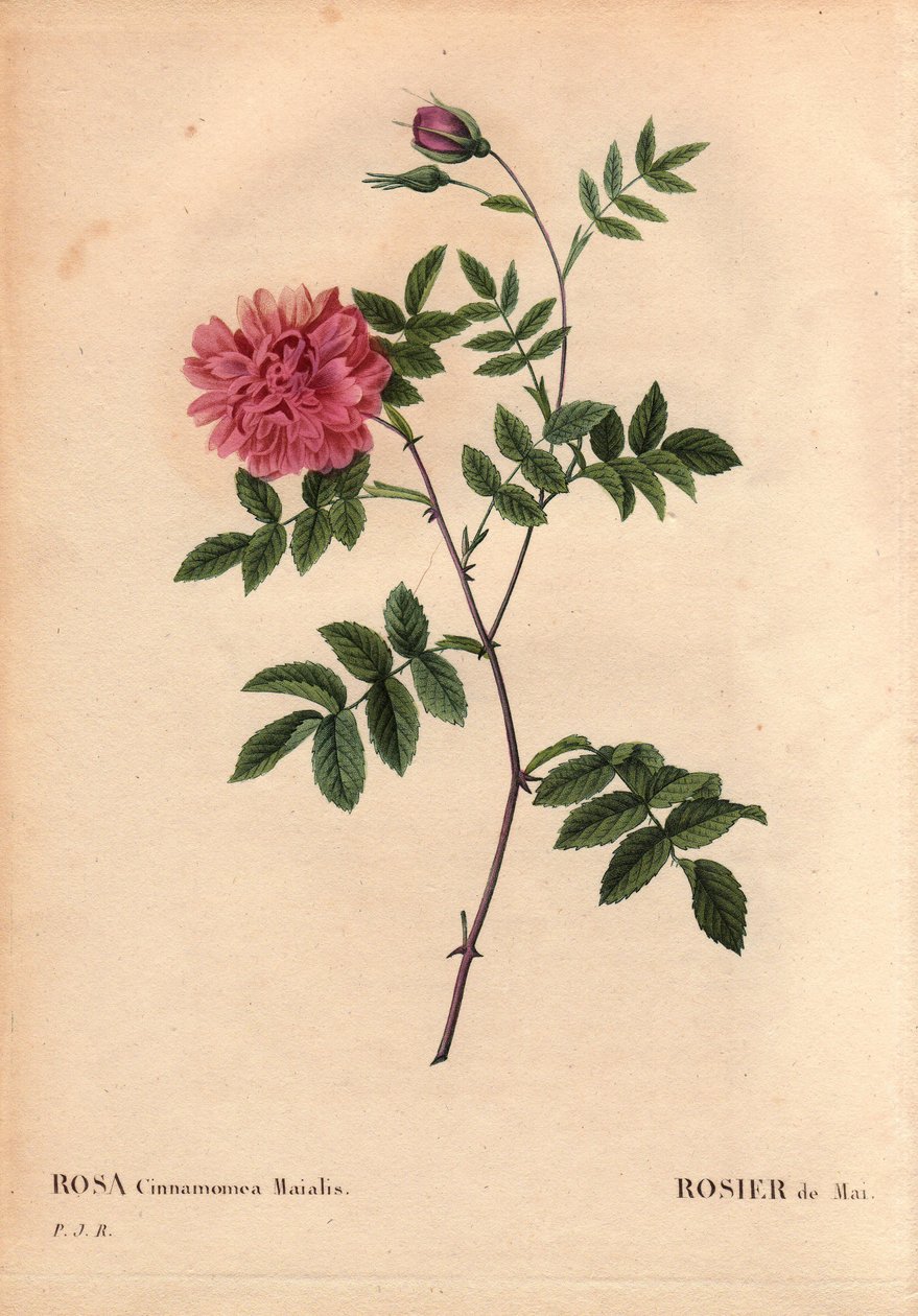 Kasvitieteellinen lauta, kukka, ruusulajike: May Rose. (Rosa cinnamomea maialis). Villikukka kasvaa kaikkialla Euroopassa. Pierre Joseph Redouten (1759-1840) teoksessa Les Roses, osa 2 tekijältä Pierre Joseph Redouté