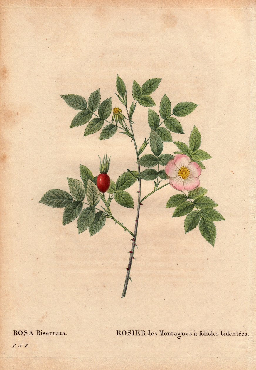 Kasvitieteellinen lauta, kukka, ruusulajike: Vuoriruusu biidentee-lehtisillä (Rosa Biserrata). Keräsi tohtori Merat ennen vuotta 1812 Mont Valerienissa lähellä Pariisia, Ranskaa. Pierre Joseph Redouten (1759-1840) teoksessa Les Roses, osa 2 tekijältä Pierre Joseph Redouté