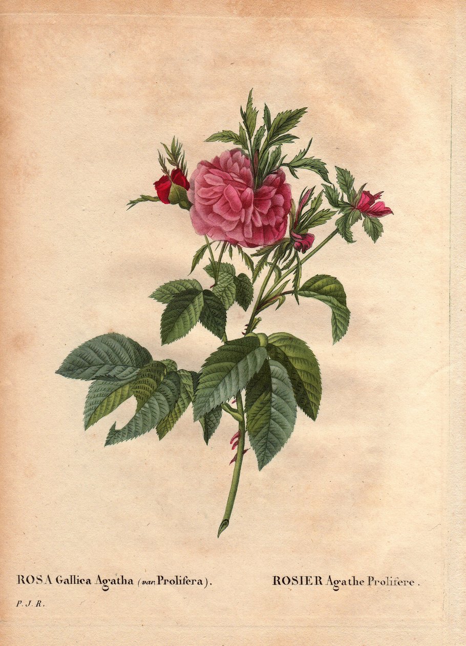 Kasvitieteellinen lauta, kukka, ruusulajike: Rose Agathe Prolifere (Rosa Gallica Agatha Prolifera). Pierre Joseph Redouten (1759-1840) teoksessa Les Roses, osa 2 tekijältä Pierre Joseph Redouté