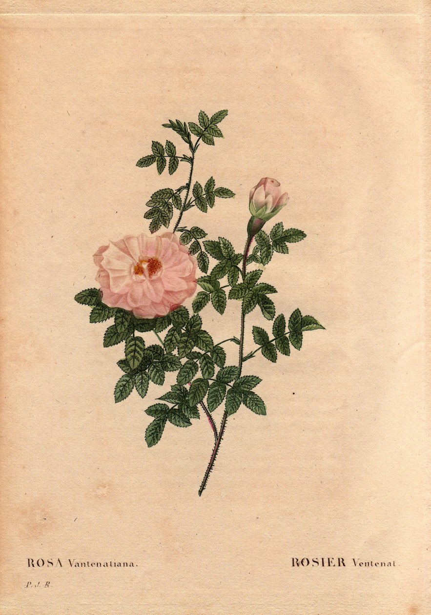 Kasvitieteellinen lauta, kukka, ruusulajike: Rose Ventenat. (Rosa ventenatiana), alkuperä tuntematon. Pierre Joseph Redouten (1759-1840) teoksessa Les Roses, osa 2 tekijältä Pierre Joseph Redouté