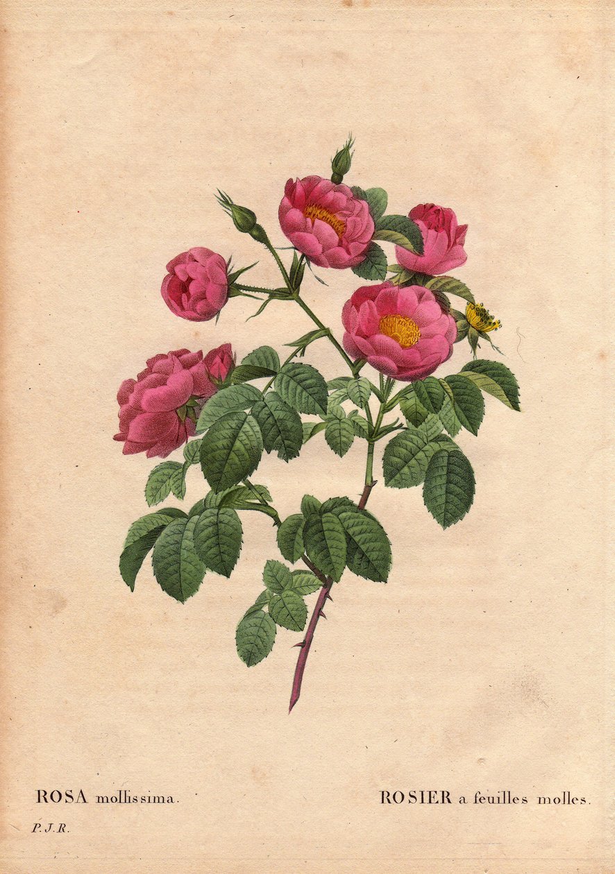Kasvitieteellinen lauta, kukka, ruusulajike: Ruusu pehmeillä lehdillä. (Rosa mollissima flora submultiplici). Rose mollis -lajike, ennen 1821. Pierre Joseph Redouten (1759-1840) teoksessa Les Roses, Volume 2 tekijältä Pierre Joseph Redouté
