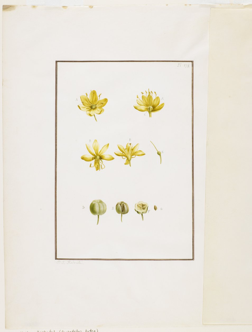 Kasvitieteellinen leikkaus: Keltainen asfodeli (Asphodelus lutea), n. 1778-90 (wc ja grafiitti paperilla) tekijältä Pierre Joseph Redouté