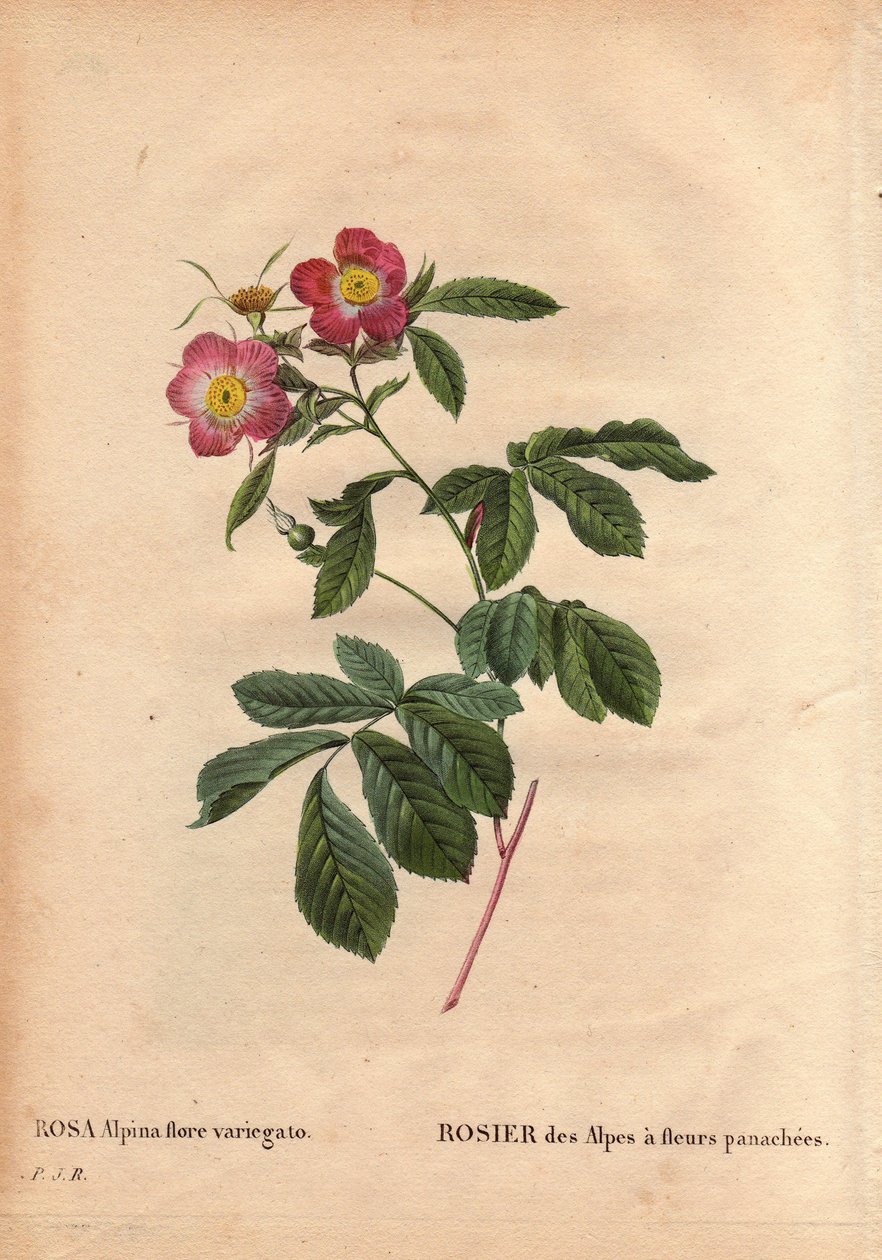 Kasvitieteellinen levy, kukka, ruusulajike: Alppien ruusu variegato-kukilla (Rosa alpina flora variegato). Esitelty Ranskassa noin 1813 de Poilpre. Pierre Joseph Redouten (1759-1840) teoksessa Les Roses, osa 2 tekijältä Pierre Joseph Redouté