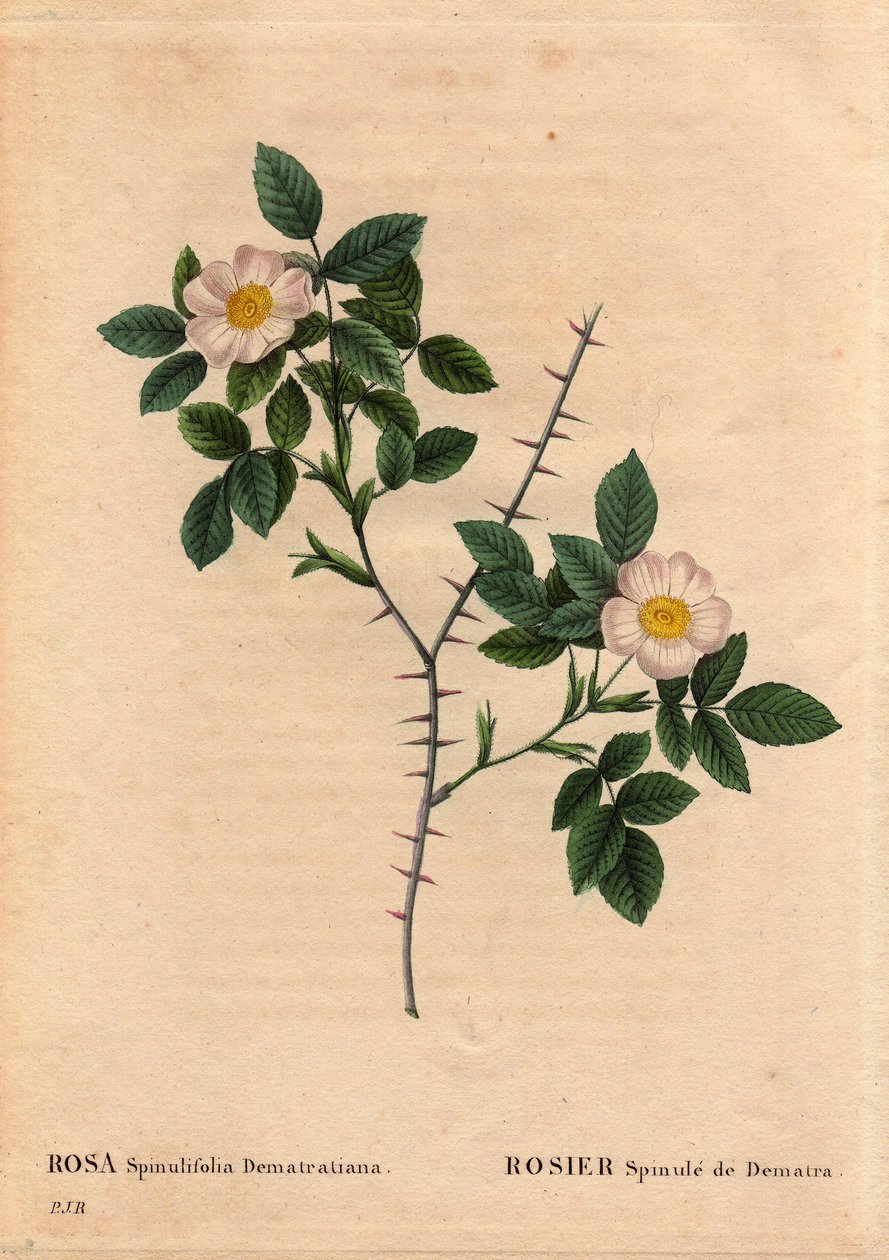Kasvitieteellinen levy, kukka, ruusulajike: Rosier Spinule de Dematra (Rosa spinulifolia dematratiana), jonka löysi Chatel-sur-Montsalvens (Chatel sur Montsalvens), Fribourg, Sveitsi, jonka Corbieresin pappi Dean Dematra löysi ennen vuotta 1818. Teoksessa  tekijältä Pierre Joseph Redouté