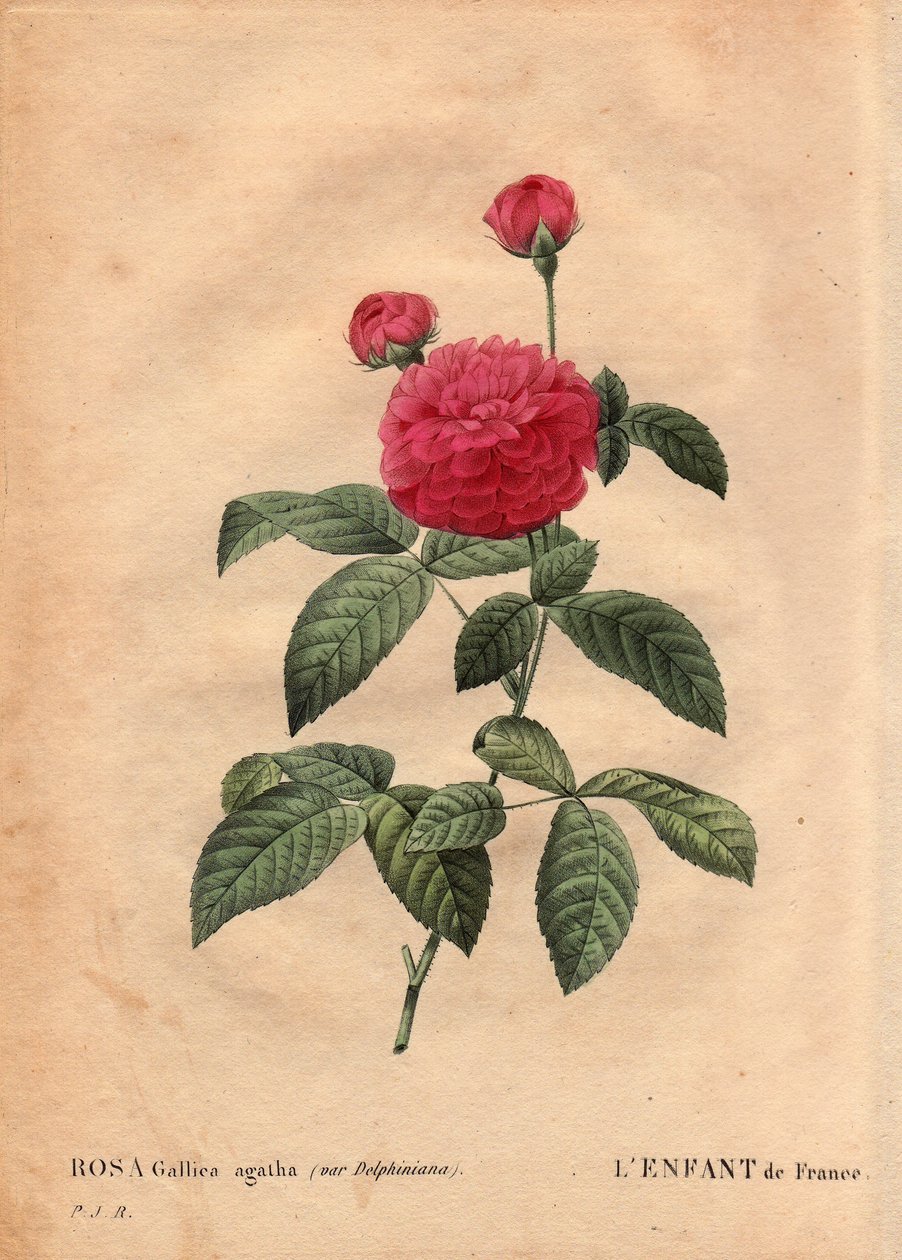 Kasvitieteellinen levy, kukka, ruusulajike: Ranskan lapsi (Rosa gallica agatha var. delphiniana). Viljeli Monsieur Du Pont, noin 1802, tunnettu Louis XV:n (1710-1774) hallituskaudesta lähtien ja nimeltään "Enfant de France" Dauphinin kunniaksi. Kirjassa "" tekijältä Pierre Joseph Redouté
