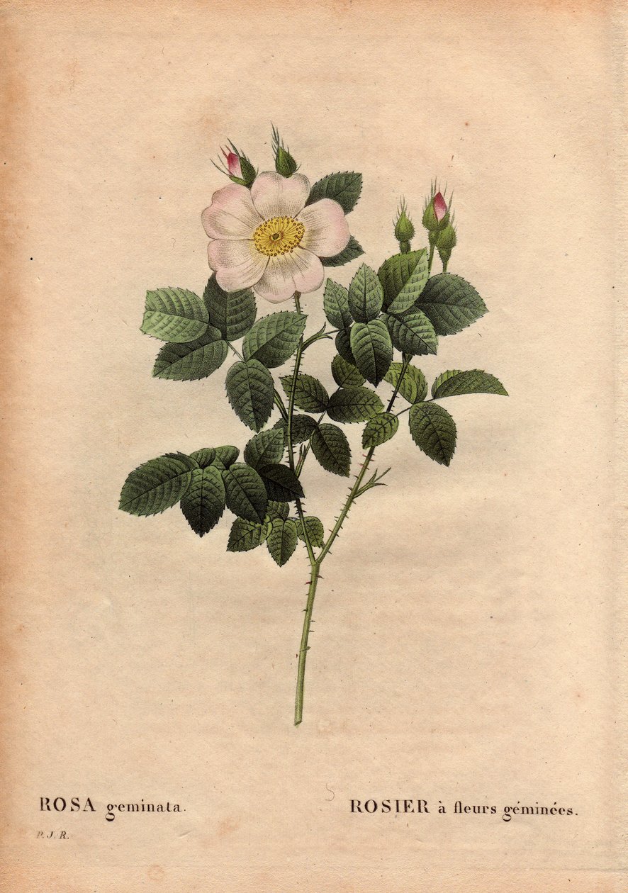 Kasvitieteellinen levy, kukka, ruusu Lajike: Jalokivikukkainen ruusu. (Rosa geminata). Löysi professori Rau lähellä Wurzburgia, Saksaa ennen vuotta 1820. Pierre Joseph Redouten (1759-1840) teoksessa Les Roses, osa 2 tekijältä Pierre Joseph Redouté