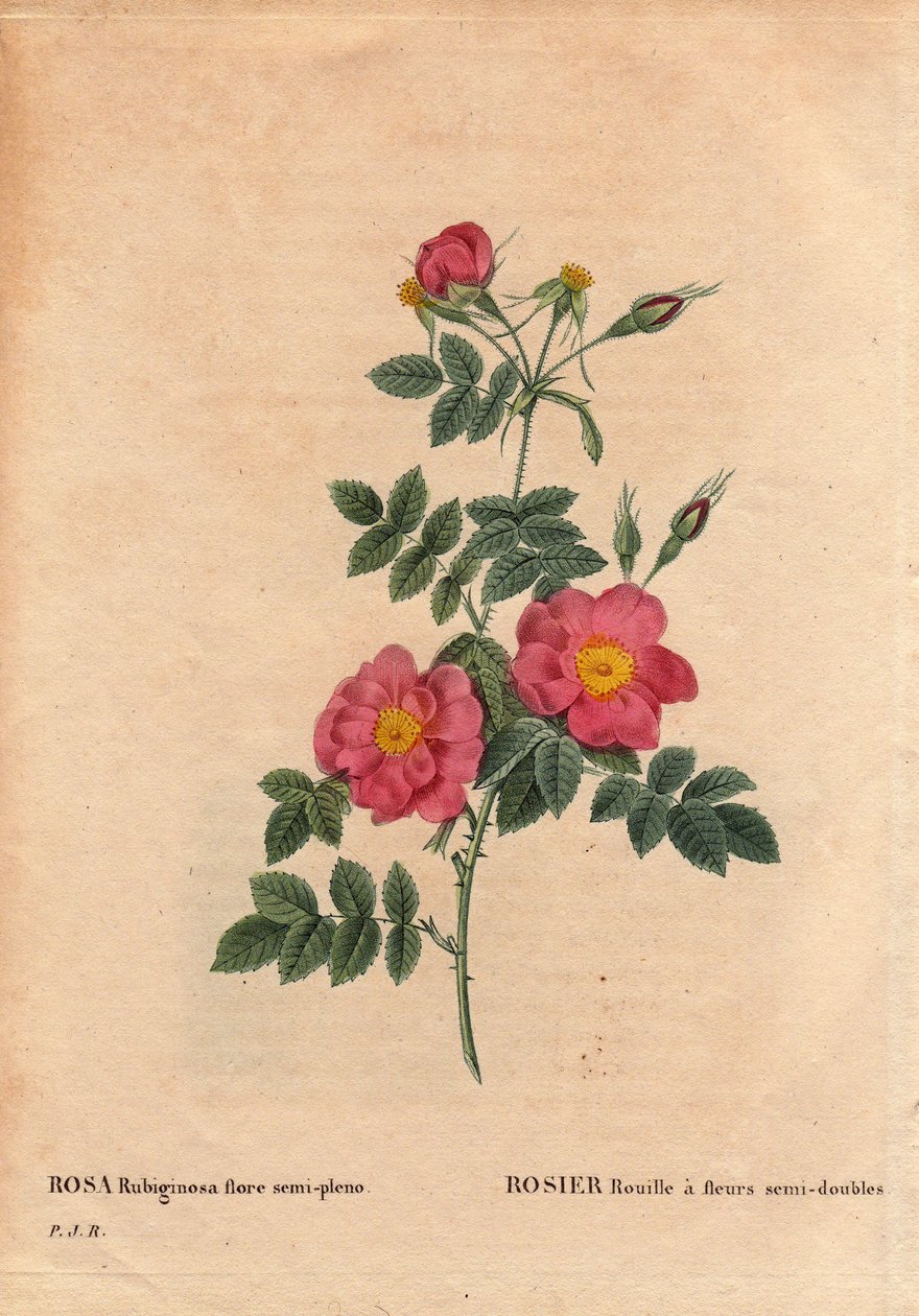 Kasvitieteellinen levy, kukka, ruusulajike: Rose Rustissa on puoliksi kaksoiskukkia (Rosa rubiginosa flora semi pleno), jotka on saatu siemenistä ja kasvatettu P.J. Redouten noin 1806 tienoilla. Pierre Joseph Redouten (1759-) teoksessa Les Roses, osa 2 184 tekijältä Pierre Joseph Redouté