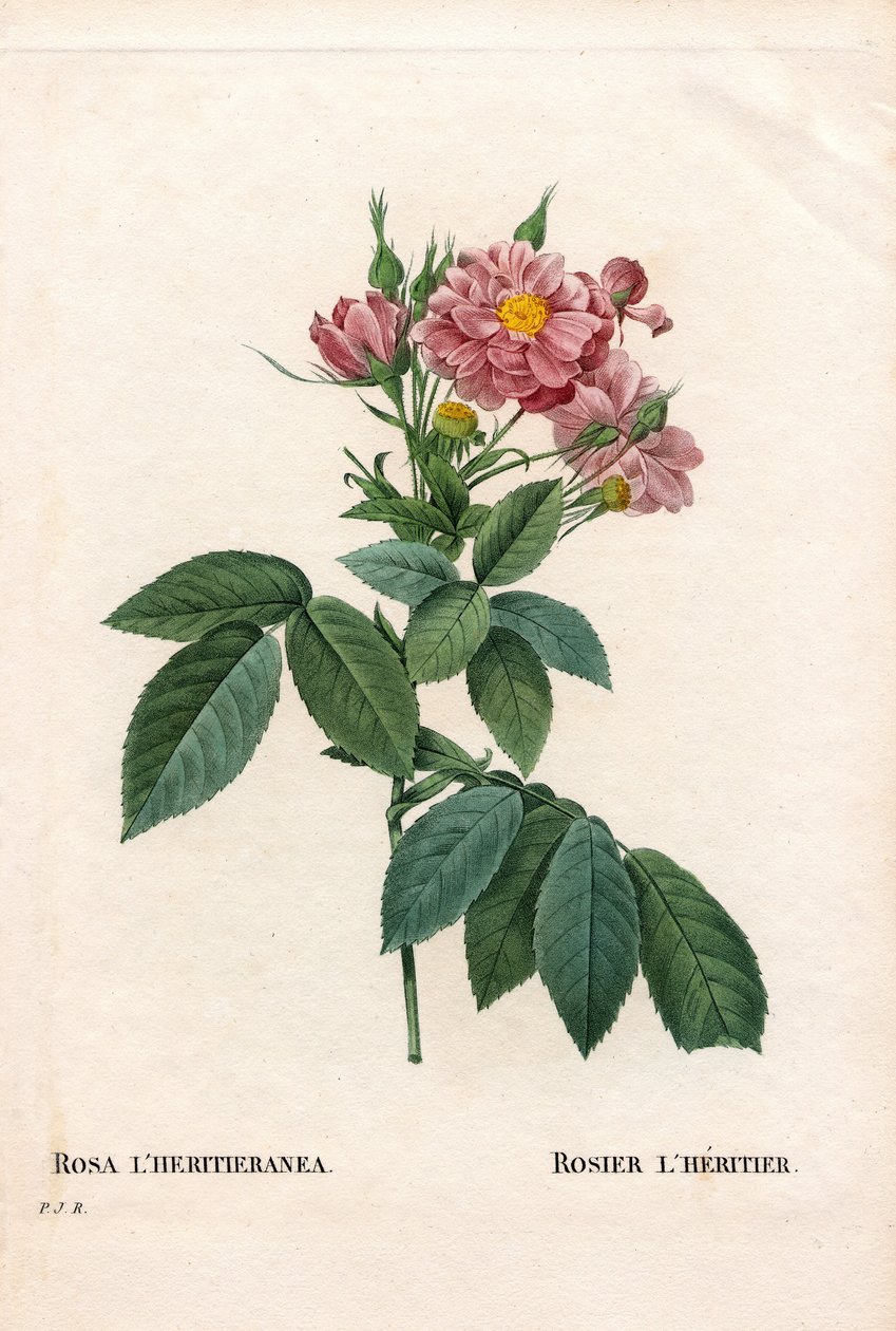 Boursault ruusu, Rosa l