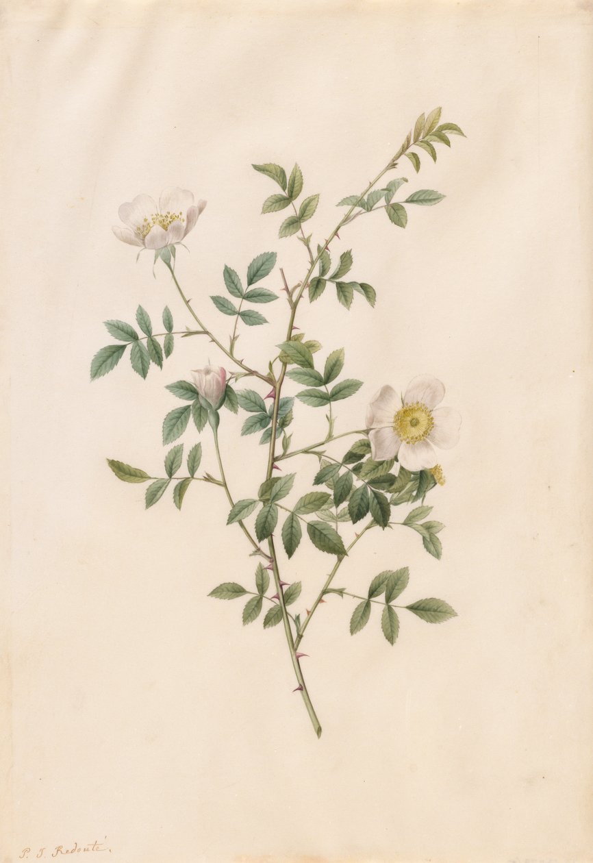 Brier Bush Rose tai Dog Rose (Rosa Sepium Rosea) tekijältä Pierre Joseph Redouté