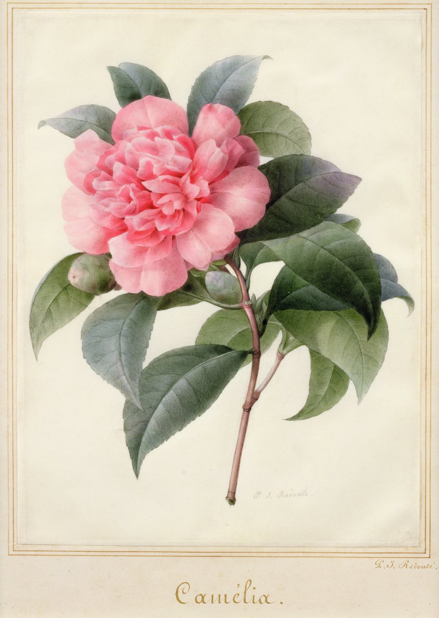 Camelia (akvarelli kullalla velumilla) tekijältä Pierre Joseph Redouté