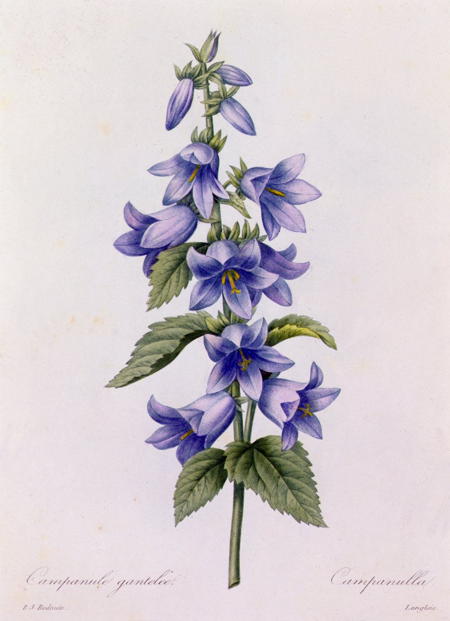 Campanula (värillinen kaiverrus) tekijältä Pierre Joseph Redouté