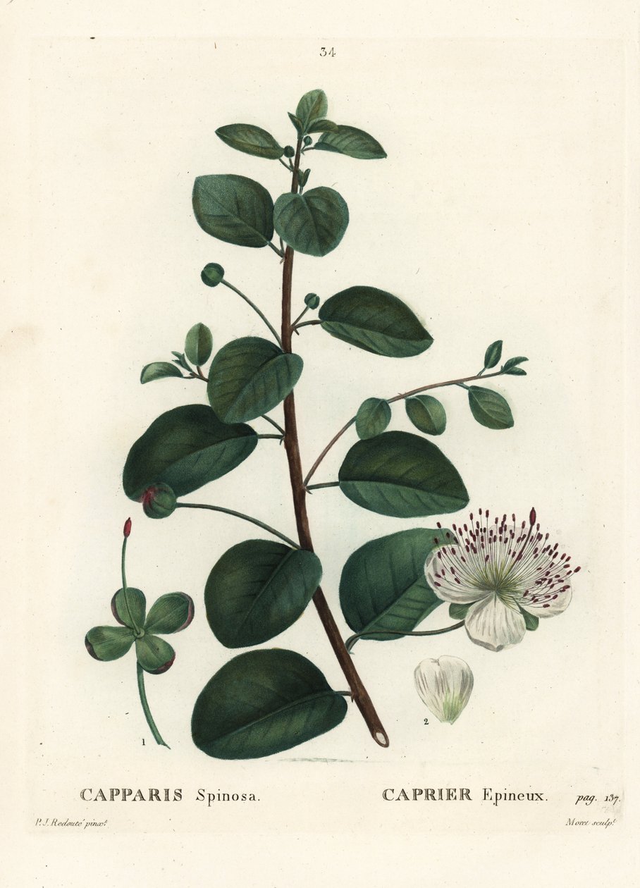 Kaprispensas, Capparis spinosa. Moretin käsinvärinen pistekaiverrus Pierre-Joseph Redouten piirustuksen jälkeen Henri Louis Duhamel du Moncelin teoksesta Treat des Arbres et Shrustes, Pariisi tekijältä Pierre Joseph Redouté