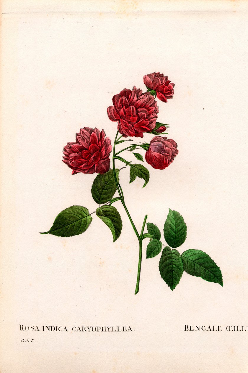 Neilikka Kiinan ruusu, Rosa chinensis -lajike, Bengalin neilikka. Käsinvärinen pistekuparikaiverrus Pierre Joseph Redouten teoksesta Les Roses, Paris tekijältä Pierre Joseph Redouté