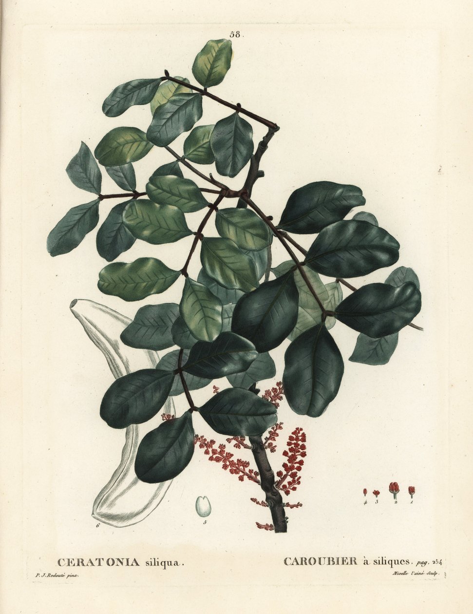 Johanneksenleipäpuu tai johanneksenleipäpuu, Ceratonia siliqua. Mixelle l