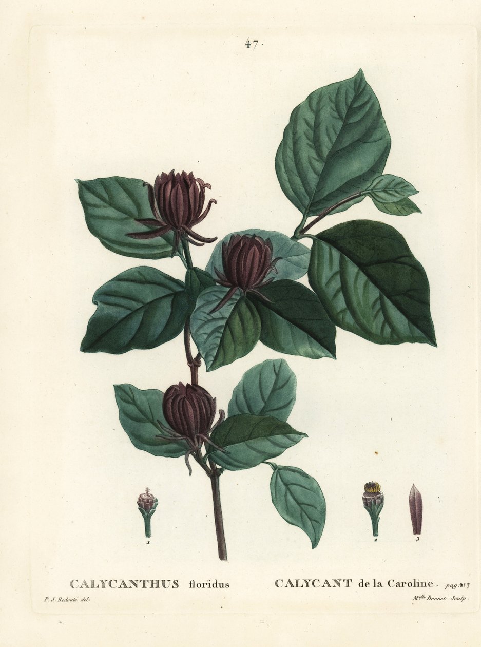 Carolina maustepensas tai itäinen makeispensas, Calycanthus floridus. Neiti Brenet