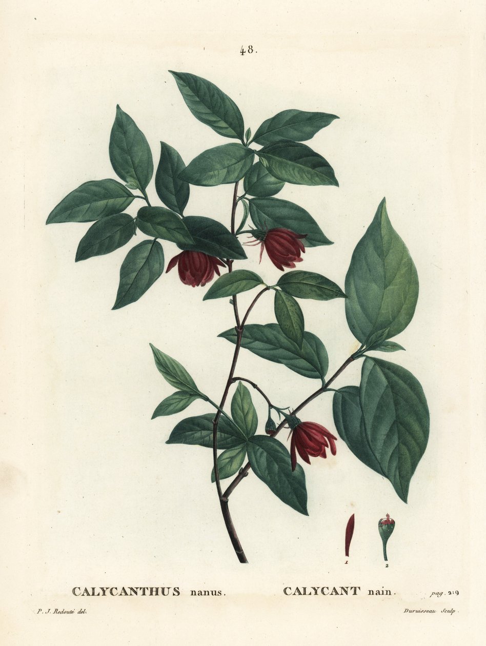 Carolina maustepensas tai itäinen makeispensas, Calycanthus floridus var. glaucus (Calycanthus nanus). Du Ruisseaun käsinvärinen pistekaiverrus Pierre-Joseph Redouten piirustuksen jälkeen Henri Louis Duhamel du Moncelin teoksesta Treat des Arbres et Shrust tekijältä Pierre Joseph Redouté