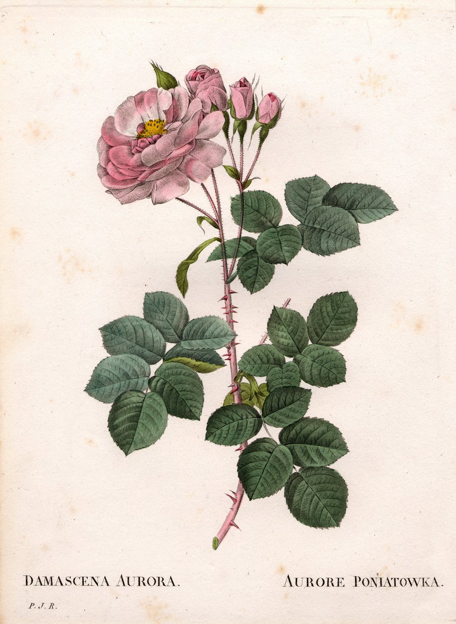 Celeste ruusu, Rosa alba -lajike, Rose Aurore Poniatowska. Käsinvärinen pistekuparikaiverrus Pierre Joseph Redouten teoksesta Les Roses, Paris tekijältä Pierre Joseph Redouté