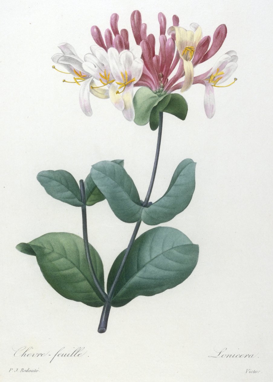 Chevre-feuille, kauneimpien kukkien ja kauneimpien hedelmien valinta, 1827 (käsinvärinen pistekaiverrus) tekijältä Pierre Joseph Redouté
