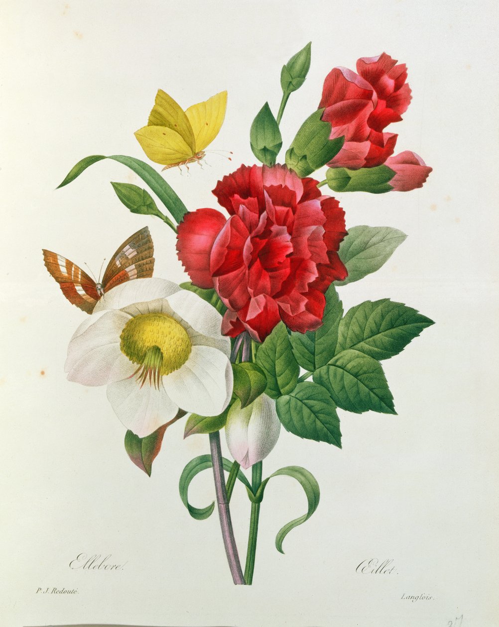 Jouluruusu, Helleborus niger ja punainen neilikka perhosilla, Pierre Redouten (1759-1840) Les Choix des Plus Belles Fleursista tekijältä Pierre Joseph Redouté