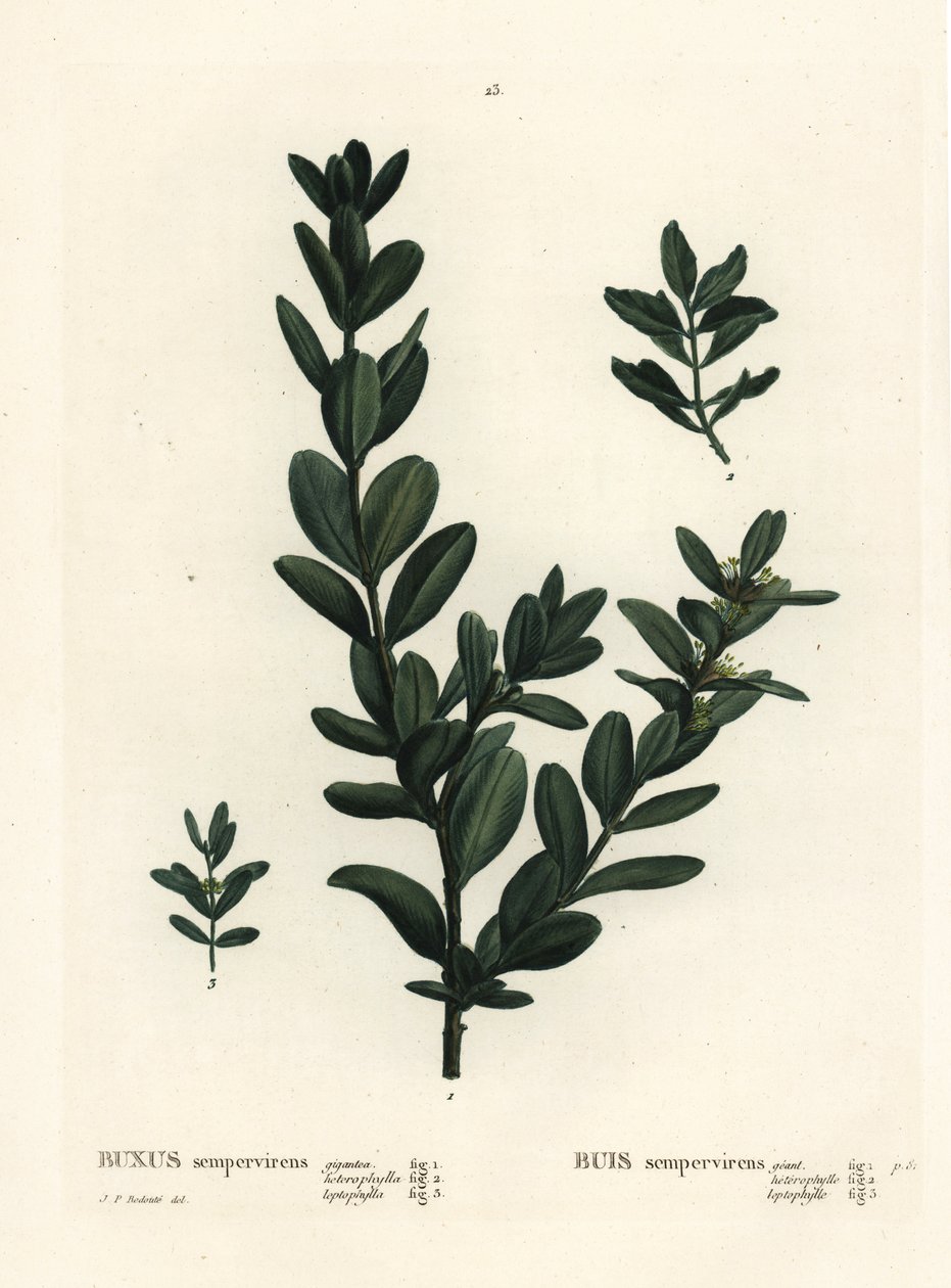 Tavallinen laatikko, eurooppalainen laatikko tai puksipuu, Buxus sempervirens (gigantea, heterophylla ja leptophylla). Käsinvärinen pistekaiverrus Pierre-Joseph Redouten piirustuksen jälkeen Henri Louis Duhamel du Monceaun teoksesta Treat des Arbres et Shr tekijältä Pierre Joseph Redouté