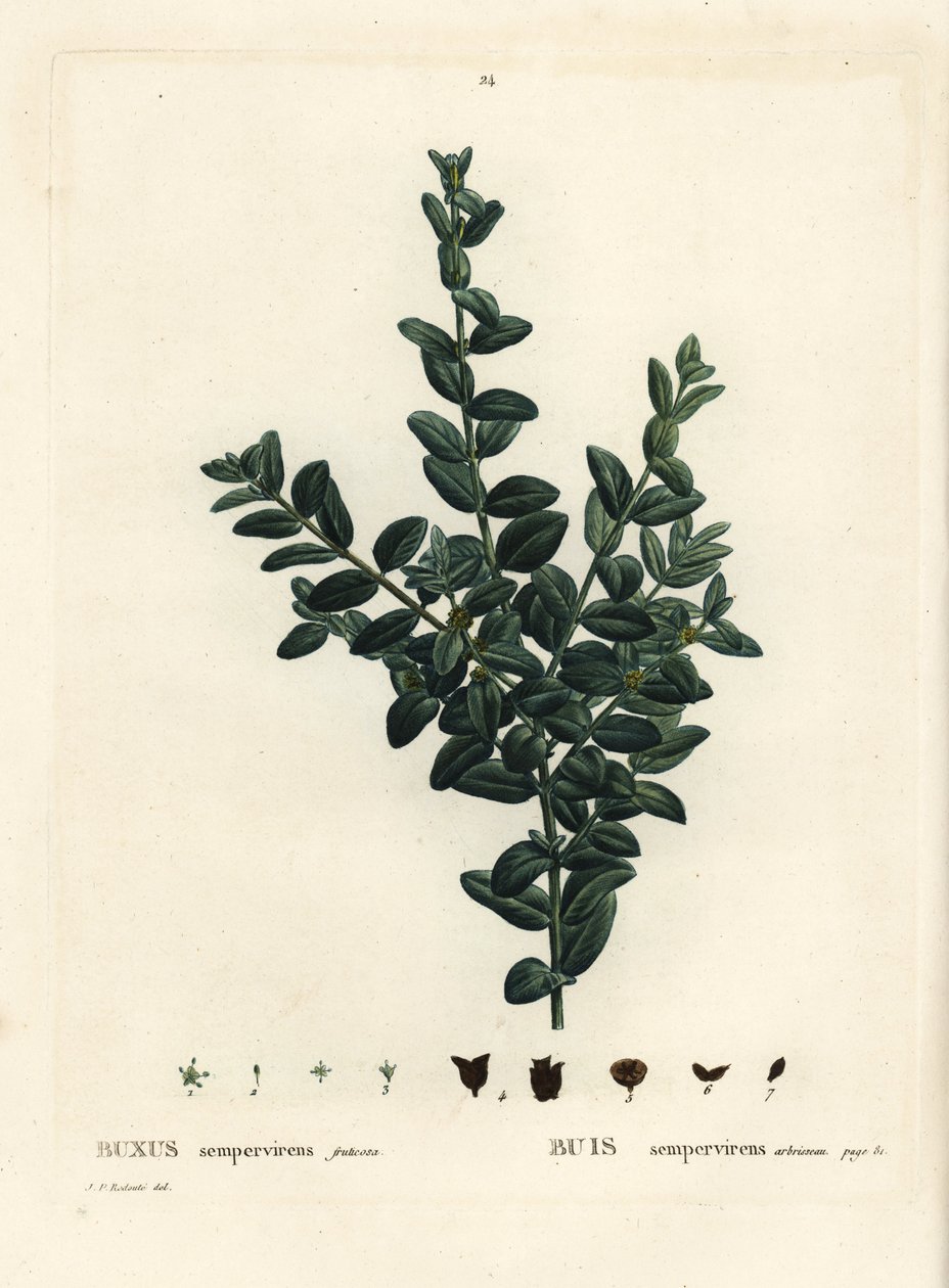 Tavallinen laatikko, eurooppalainen laatikko tai puksipuu, Buxus sempervirens fruticosa. Käsinvärinen pistekaiverrus Pierre-Joseph Redouten piirustuksen jälkeen Henri Louis Duhamel du Monceaun teoksesta Treat des Arbres et Shrustes, Pariisi tekijältä Pierre Joseph Redouté