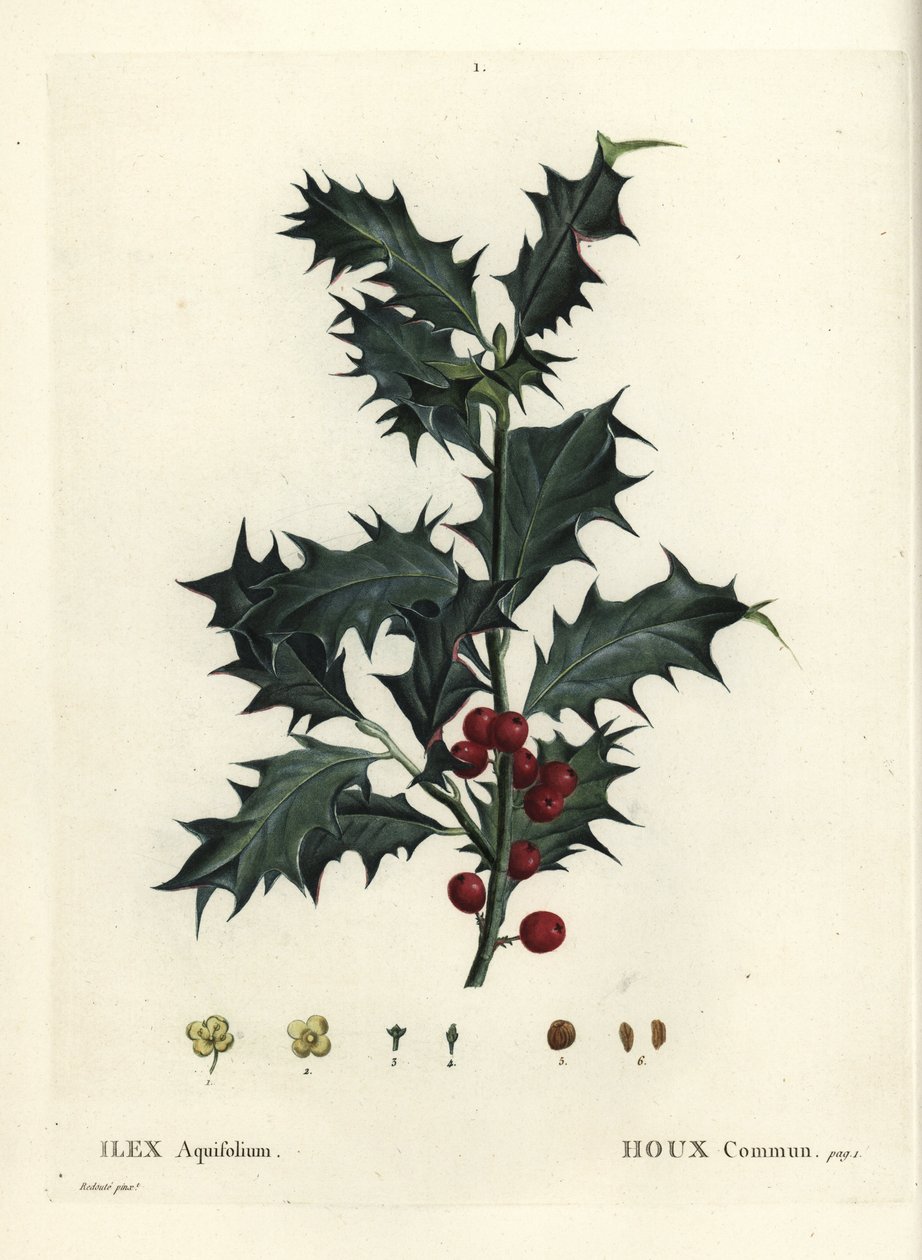 Harvinainen holly, Ilex aquifolium. Käsinvärinen pistekaiverrus Pierre-Joseph Redouten piirustuksen jälkeen Henri Louis Duhamel du Monceaun teoksesta Treat des Arbres et Shrustes, Pariisi tekijältä Pierre Joseph Redouté