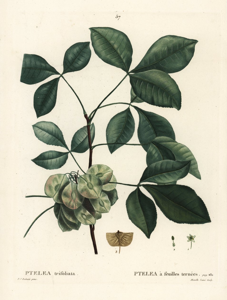 Harvinainen humalapuu, haiseva saarni tai vohvelituhka, Ptelea trifoliata. Mixelle l