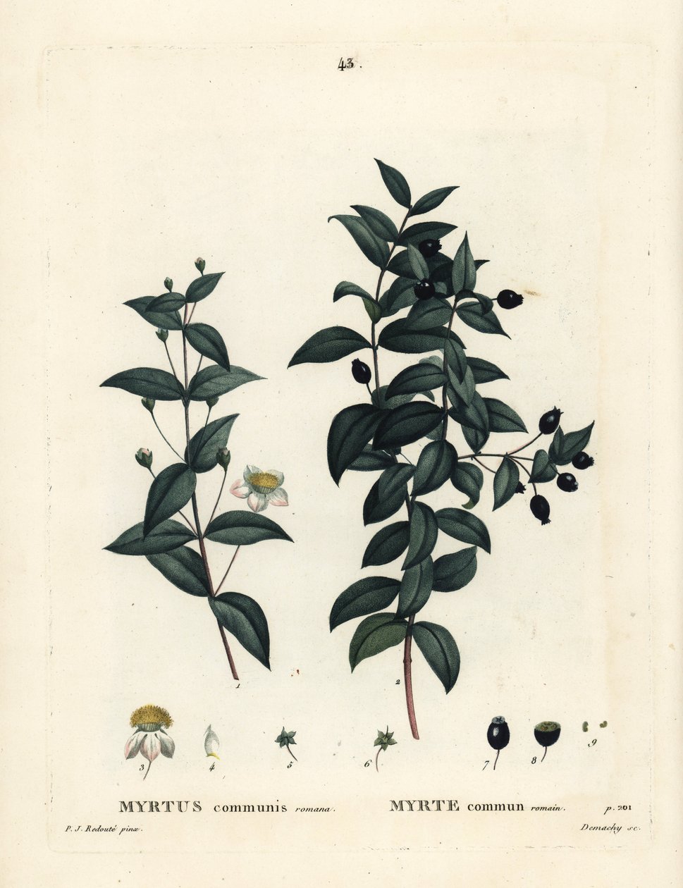 Tavallinen myrtti, Myrtus communis. Demachyn käsinvärinen pistekaiverrus Pierre-Joseph Redouten piirustuksen jälkeen Henri Louis Duhamel du Moncelin teoksesta Treat des Arbres et Shrustes, Pariisi tekijältä Pierre Joseph Redouté