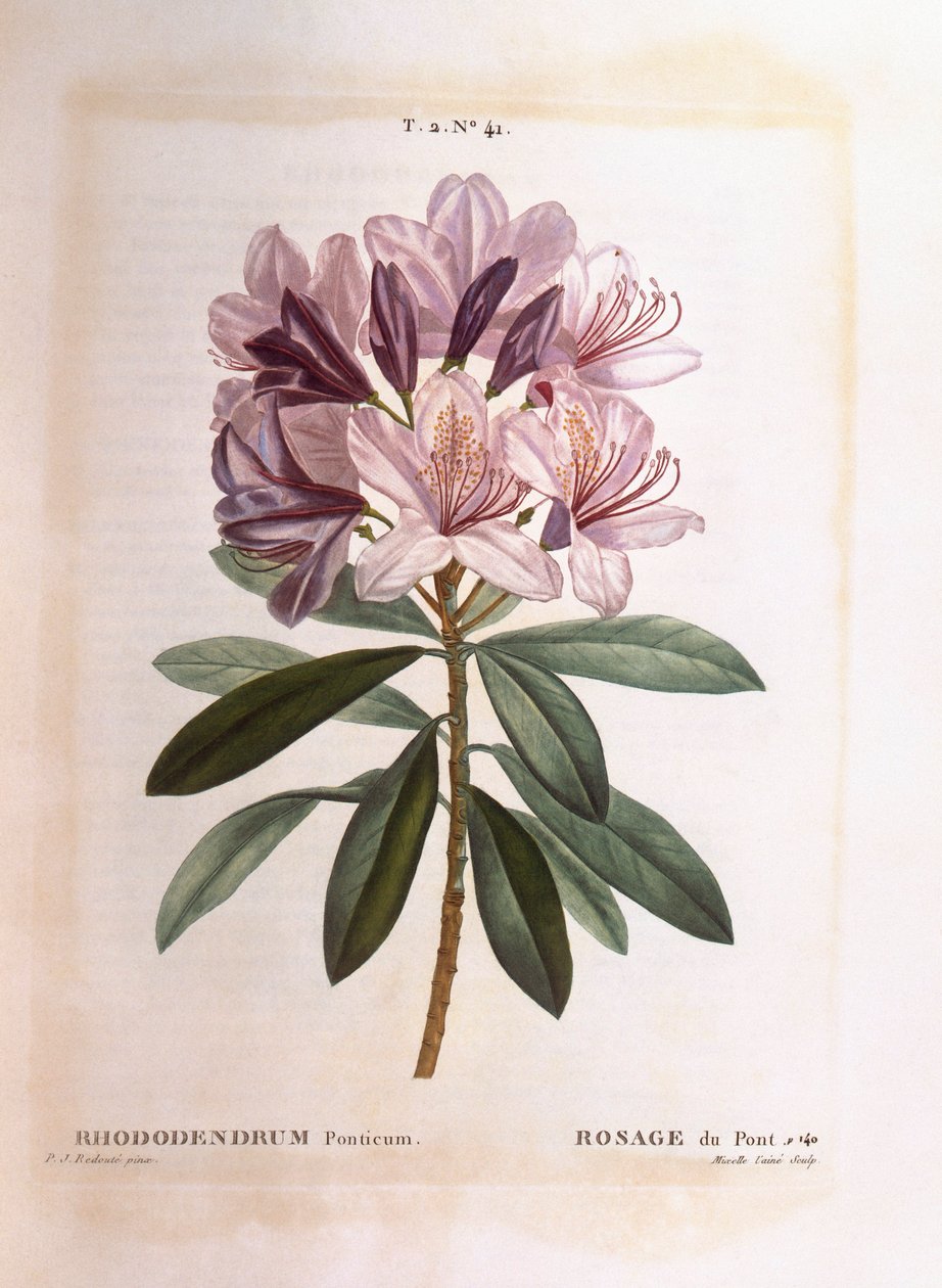 Rhododendron (Rhododendron ponticum), Henry Louis Duhamel du Monceau, Pierre Joseph Redoutén kasvitieteellinen levy tekijältä Pierre Joseph Redouté