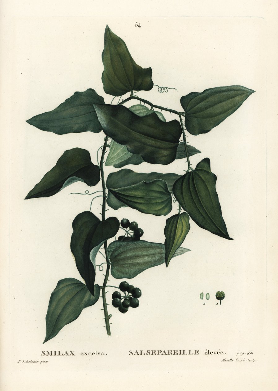 Harvinainen smilaksi, karkea sideruoho, sarsaparilla tai välimerellinen smilaksi, Smilax aspera (Smilax excelsa). Mixelle l