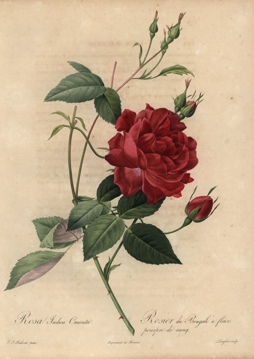 Crimson China ruusu, Rosa chinensis tekijältä Pierre Joseph Redouté