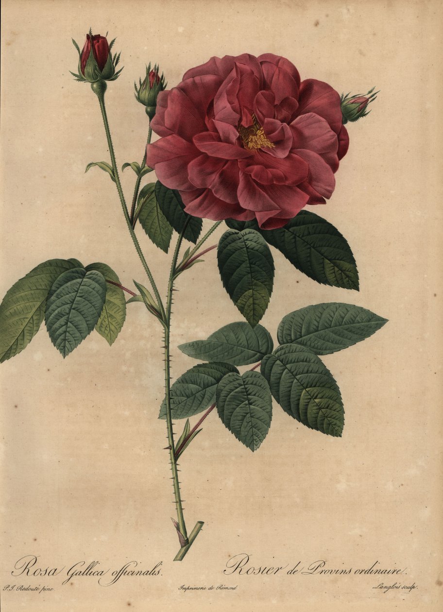 Crimson ranskalainen ruusu tai Provinsin ruusu, Rosa gallica officinalis tekijältä Pierre Joseph Redouté